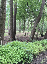 Działka Sprzedaż Warszawa Wawer Cementowa
