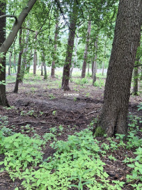 Działka Sprzedaż Warszawa Wawer Cementowa