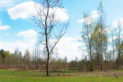 Działka Sprzedaż Uwieliny