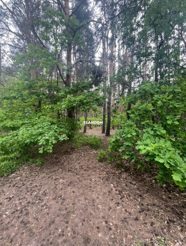 Ділянка Продаж Dziechciniec 3